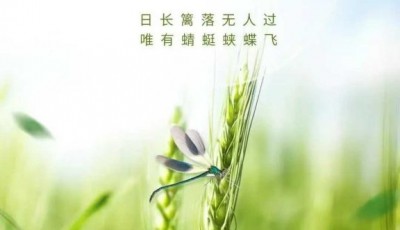 今日小满